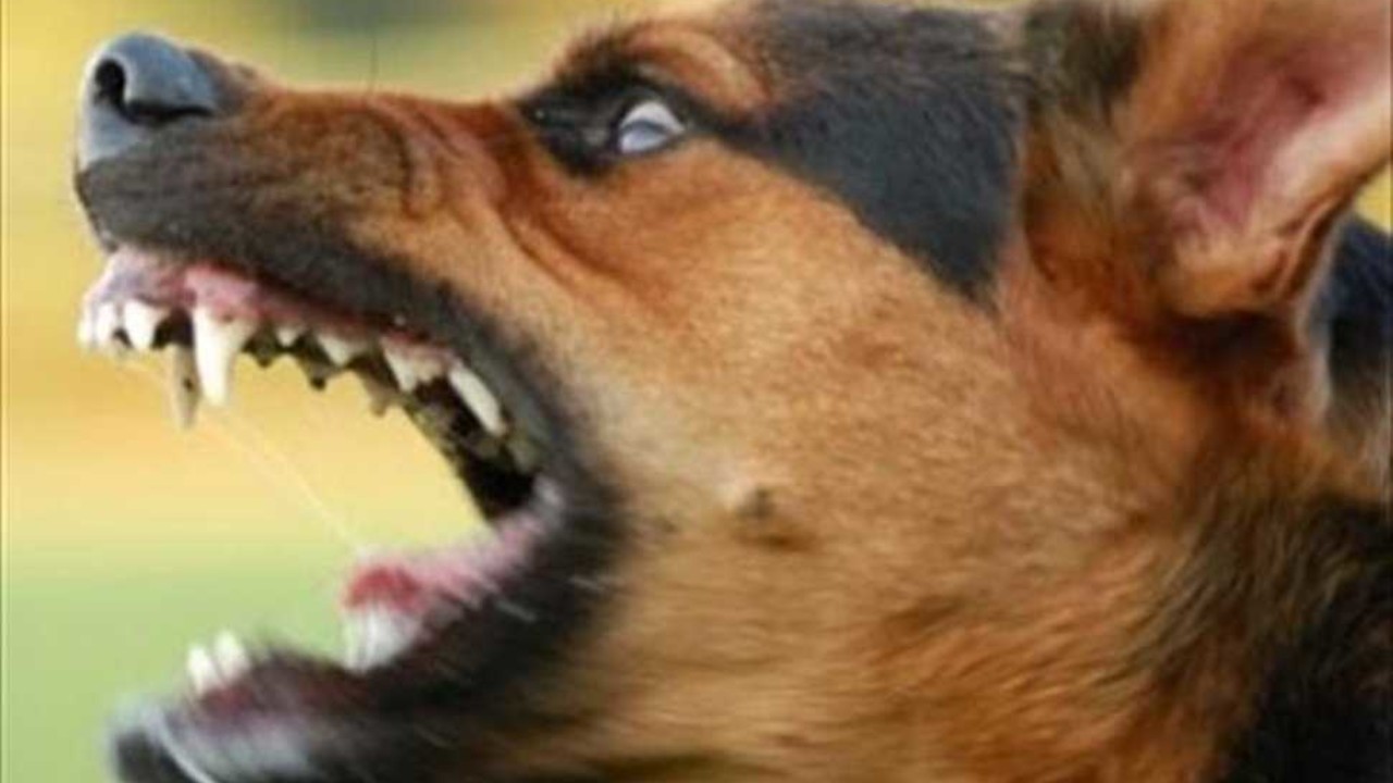 Σοκ στην Καλαμάτα: Νέα επίθεση αδέσποτων σκύλων - Τραυμάτισαν σοβαρά γυναίκα