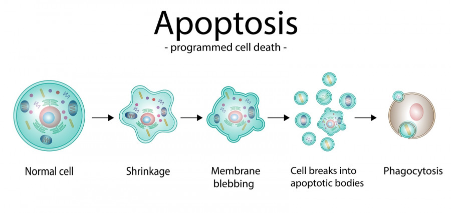 Apoptosis. Programmed Cell Death. Aging Process In Cells. Stages
