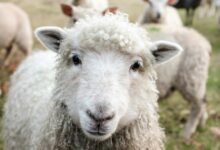 «Βόμβα»-από-ΣΥΡΙΖΑ:-Έγγραφο-του-ΟΠΕΚΕΠΕ-δείχνει-επιδοτήσεις-σε-29.000-«κτηνοτρόφους»-χωρίς-παραγωγή