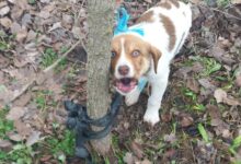 Καρδίτσα:-Σοκ-από-τη-σεξουαλική-κακοποίηση-κουταβιού-–-Έρευνες-για-τον-εντοπισμό-του-δράστη-(photos)