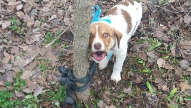 Καρδίτσα:-Σοκ-από-τη-σεξουαλική-κακοποίηση-κουταβιού-–-Έρευνες-για-τον-εντοπισμό-του-δράστη-(photos)