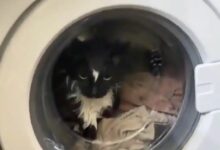 Μόσχα:-Έβαλε-κατά-λάθος-τη-γάτα-στο-πλυντήριο-–-Πώς-σώθηκε