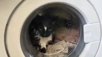 Μόσχα:-Έβαλε-κατά-λάθος-τη-γάτα-στο-πλυντήριο-–-Πώς-σώθηκε