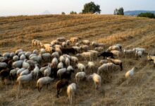 Λύσεις-υπάρχουν:-Κτηνοτρόφοι-μετρούν-τα-πρόβατά-τους-μέσω-ΑΙ 