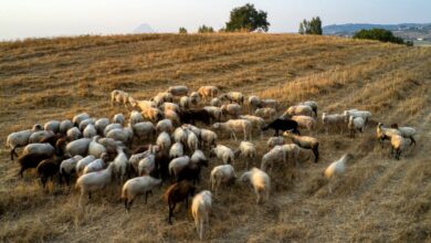 Λύσεις-υπάρχουν:-Κτηνοτρόφοι-μετρούν-τα-πρόβατά-τους-μέσω-ΑΙ 