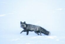 ΗΠΑ:-Επιστήμονες-ανακάλυψαν-στη-Καλιφόρνια-ένα-εξαιρετικά-σπάνιο-είδος-αλεπούς