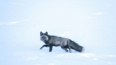 ΗΠΑ:-Επιστήμονες-ανακάλυψαν-στη-Καλιφόρνια-ένα-εξαιρετικά-σπάνιο-είδος-αλεπούς
