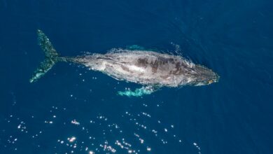 Κίνα:-Σκάφος-συγκρούστηκε-με-φάλαινα-και-την-τραυμάτισε-(video)