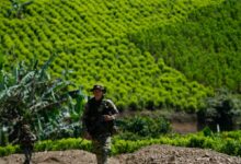 Κολομβία:-Ξανάρχισαν-οι-ψεκασμοί-με-γλυφοσάτη-για-την-καταστροφή-καλλιεργειών-κοκαΐνης