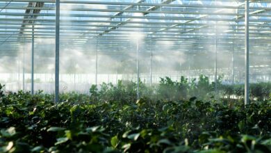 Νεαρός-μετανάστης-βρέθηκε-απαγχονισμένος-σε-θερμοκήπιο-στην-Αχαΐα