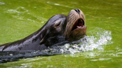 Φώκια-κάνει-μπάνιο-στην-Τήνο:-Δείτε-τα.-παιχνίδια-της-στο-λιμάνι
