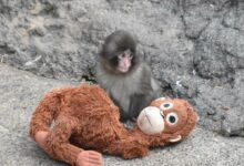 punch-το-πιθηκάκι:-Η-ikea-δωρίζει-αμέτρητα-λούτρινα-στον-ιαπωνικό-ζωολογικό-κήπο