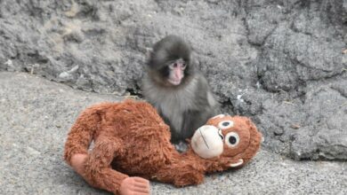punch-το-πιθηκάκι:-Η-ikea-δωρίζει-αμέτρητα-λούτρινα-στον-ιαπωνικό-ζωολογικό-κήπο