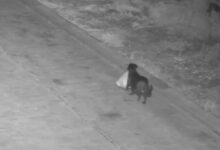 Ιταλός-εκπαίδευσε-τον-σκύλο-του-να-πετάει-σκουπίδια