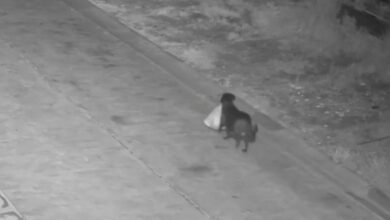 Ιταλός-εκπαίδευσε-τον-σκύλο-του-να-πετάει-σκουπίδια