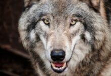 Τατόι:-Επίθεση-λύκου-σε-παρέα-περιπατητών-–-Τι-πρέπει-να-κάνουμε-σε-αντίστοιχη-περίπτωση