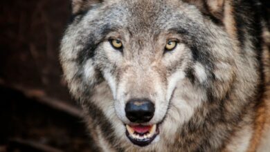Τατόι:-Επίθεση-λύκου-σε-παρέα-περιπατητών-–-Τι-πρέπει-να-κάνουμε-σε-αντίστοιχη-περίπτωση