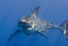 Νέα-Καληδονία:-Νεκρός-55χρονος-σέρφερ-μετά-από-επίθεση-καρχαρία