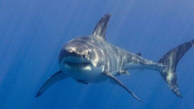 Νέα-Καληδονία:-Νεκρός-55χρονος-σέρφερ-μετά-από-επίθεση-καρχαρία