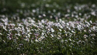 Μάρτης,-γδάρτης;-Τι-δείχνουν-τα-πρώτα-προγνωστικά-στοιχεία-για-τον-καιρό-–-Ανάρτηση Τσατραφύλλια