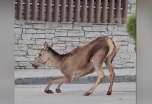 Πάρνηθα:-Σοβαρά-τραυματισμένο-ελάφι-στο-πάρκινγκ-του-τελεφερίκ-–-Η-έκκληση-της-ΑΝΙΜΑ
