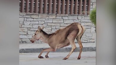 Πάρνηθα:-Σοβαρά-τραυματισμένο-ελάφι-στο-πάρκινγκ-του-τελεφερίκ-–-Η-έκκληση-της-ΑΝΙΜΑ