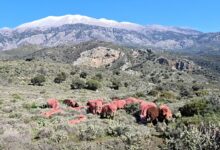 Κρήτη:-Έβαψε-κόκκινα-τα-πρόβατά-του-για-να-μην-τα-κλέβουν