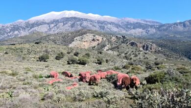 Κρήτη:-Έβαψε-κόκκινα-τα-πρόβατά-του-για-να-μην-τα-κλέβουν