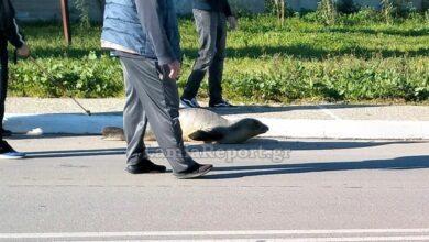 Φθιώτιδα:-Φώκια-βγήκε-«βόλτα»-σε…-δρόμο-της-Αρκίτσας!-(videos)