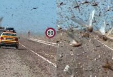 Χάος-στη-Σαχάρα:-Εκατομμύρια-ακρίδες-κατακλύζουν-τους-δρόμους-(video)