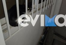 Κάρυστος:-Γάτα-παγιδεύτηκε-στον-ακάλυπτο-4ου-ορόφου-–-Άμεση-επέμβαση-της-Πυροσβεστικής-(photos)