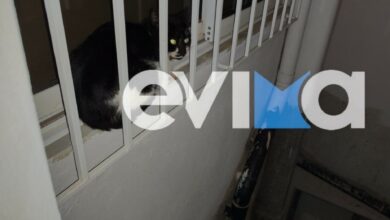 Κάρυστος:-Γάτα-παγιδεύτηκε-στον-ακάλυπτο-4ου-ορόφου-–-Άμεση-επέμβαση-της-Πυροσβεστικής-(photos)