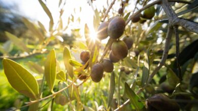 Ελιά-και-νεοφιλελευθερισμός