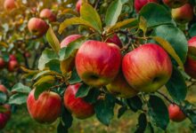 Πώς-τα-μήλα-βοηθούν-στον-έλεγχο-της-αρτηριακής-πίεσης
