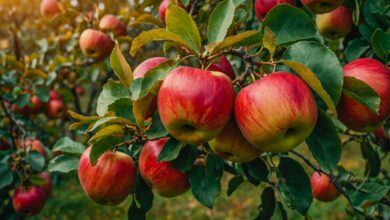 Πώς-τα-μήλα-βοηθούν-στον-έλεγχο-της-αρτηριακής-πίεσης