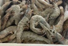 Νέες-κατασχέσεις-5,6-τόνων-ακατάλληλων-τροφίμων-από-την-Περιφέρεια-Αττικής