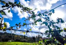 Καιρός:-Με-λιακάδα-και-πρόσκαιρες-νεφώσεις-κάνει-ποδαρικό-η-άνοιξη-–-Μικρή-άνοδος-της-θερμοκρασίας