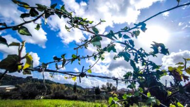 Καιρός:-Με-λιακάδα-και-πρόσκαιρες-νεφώσεις-κάνει-ποδαρικό-η-άνοιξη-–-Μικρή-άνοδος-της-θερμοκρασίας