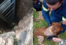 Σύρος:-Διάσωση-σκύλου-από-πηγάδι-15-μέτρων,-τον-έψαχναν-10-μέρες-(photos)