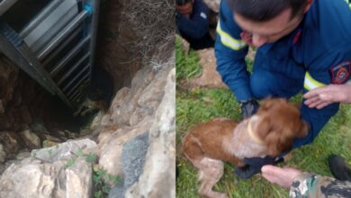 Σύρος:-Διάσωση-σκύλου-από-πηγάδι-15-μέτρων,-τον-έψαχναν-10-μέρες-(photos)