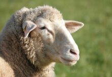 Συναγερμός-στην-Ήπειρο:-Επιβεβαιώθηκε-το-πρώτο-κρούσμα-της-ευλογιάς-των-προβάτων