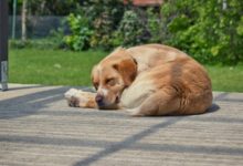 Θεσσαλονίκη:-Συνελήφθη-άνδρας-που-κρατούσε-68-σκύλους-σε-άθλιες-συνθήκες