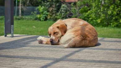 Θεσσαλονίκη:-Συνελήφθη-άνδρας-που-κρατούσε-68-σκύλους-σε-άθλιες-συνθήκες