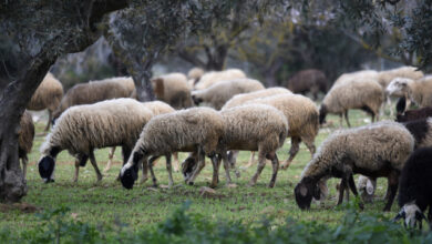 Υπουργείο-Αγροτικής-Ανάπτυξης:-48-κρούσματα-αφθώδους-πυρετού-στη-Λέσβο