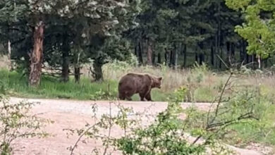 Εμφανίστηκε-μεγάλη-καφέ-αρκούδα-σε-δάσος-στην-Πτολεμαΐδα,-δείτε-βίντεο