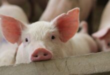 Συνελήφθη-18χρονος-που-έκλεψε-επτά-γουρούνια-στην-Κρήτη