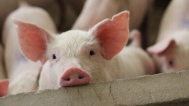 Συνελήφθη-18χρονος-που-έκλεψε-επτά-γουρούνια-στην-Κρήτη