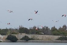 Εντυπωσιακό-βίντεο:-Πολύχρωμα-φλαμίνγκο-πέταξαν-και-χρωμάτισαν-τον-ουρανό-της-Πάρου