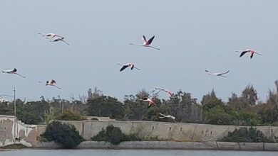 Εντυπωσιακό-βίντεο:-Πολύχρωμα-φλαμίνγκο-πέταξαν-και-χρωμάτισαν-τον-ουρανό-της-Πάρου