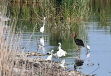 Σπάνιος-μαυροπελαργός-εμφανίστηκε-στην-Κάρλα,-βίντεο-και-φωτογραφίες